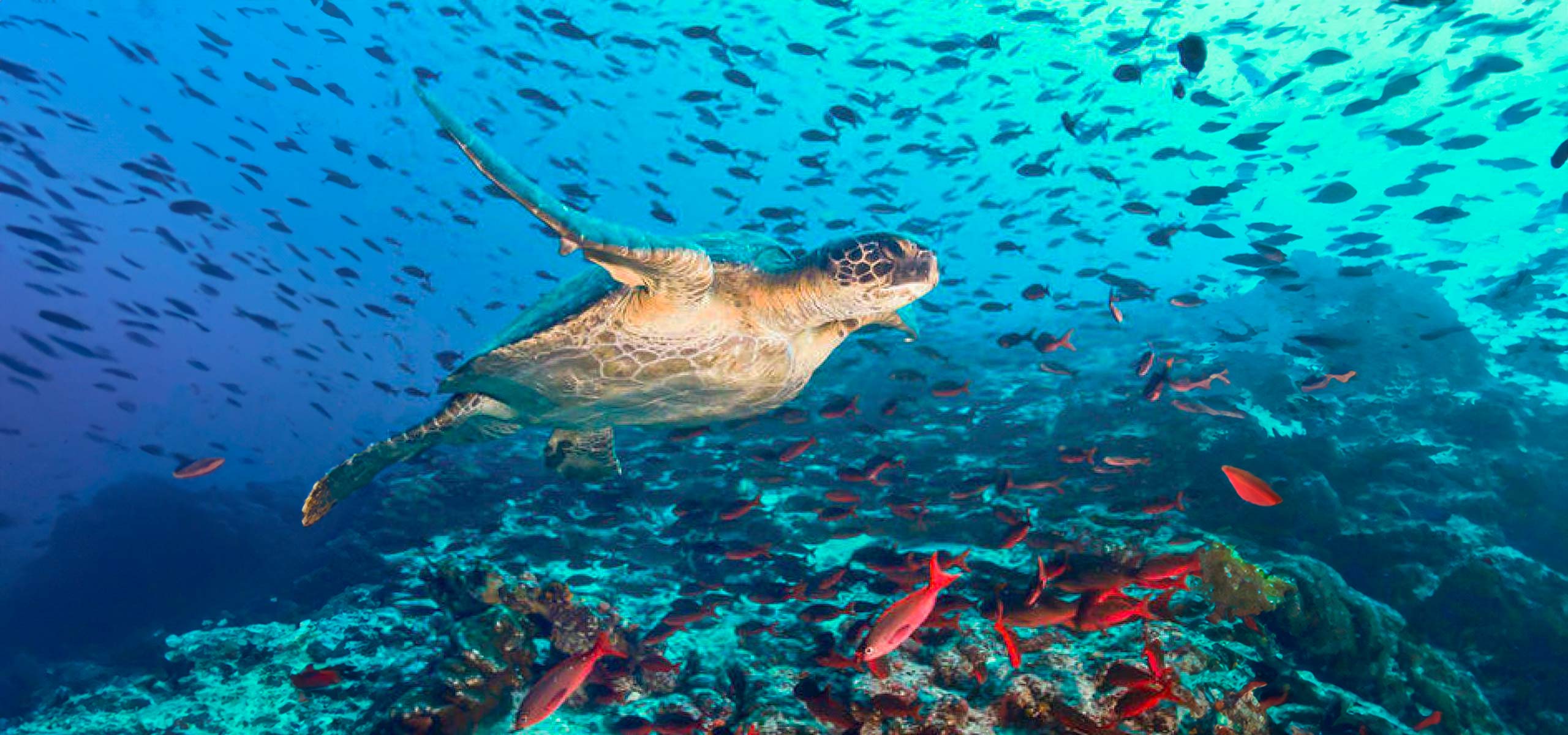 Buceo Snorkel en Galapagos