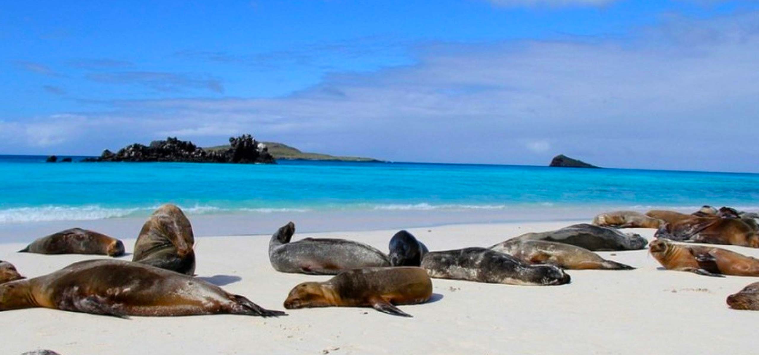 Lobos marinos en galápagos