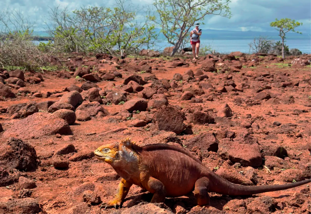 Iguana terrestre sobre rocas rojas en Galápagos, al fondo una turista camina