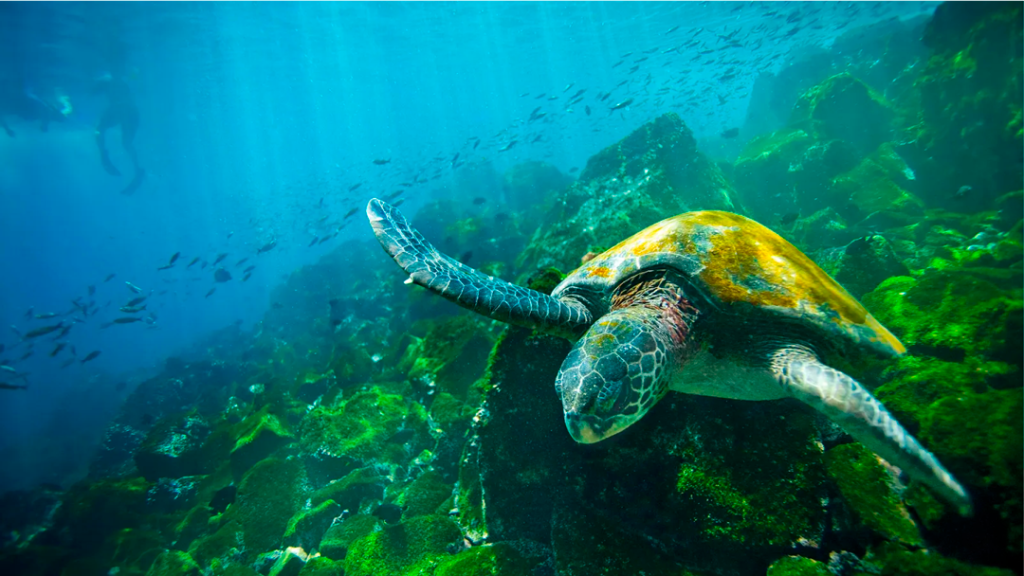 Foto submarina de una tortuga marina en el azul Océano Pacífico de Galápagos, al fondo un banco de peces